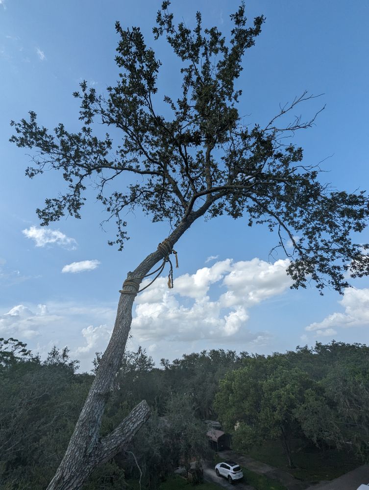 All Photos for Regal Tree Service and Stump Grinding in Wauchula, FL