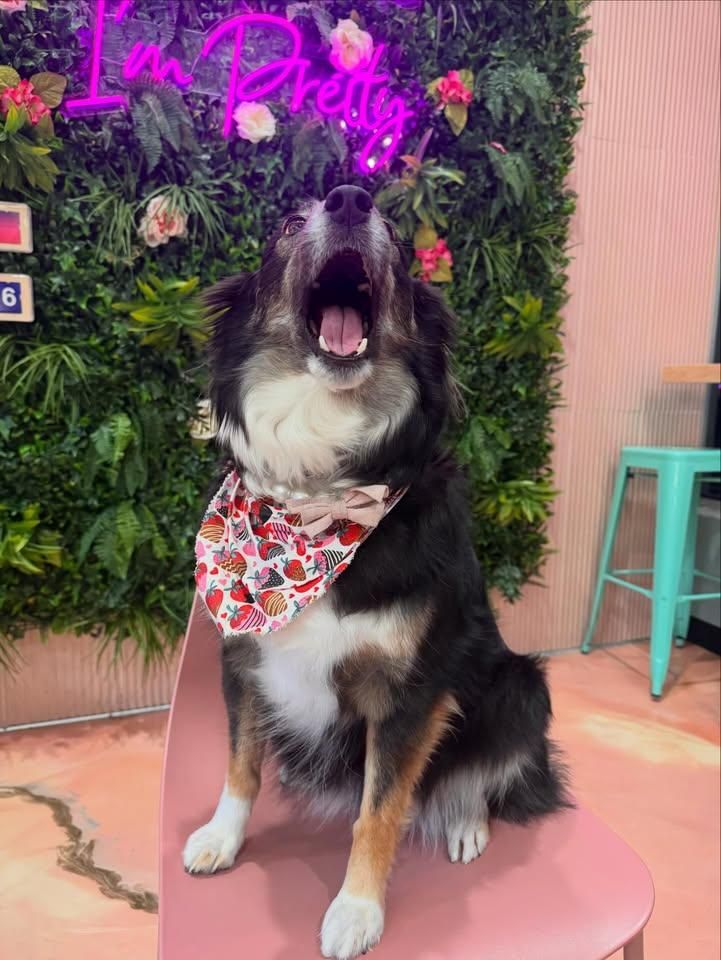 All Photos for Sweet Pearl's Ice Cream in Garland, TX