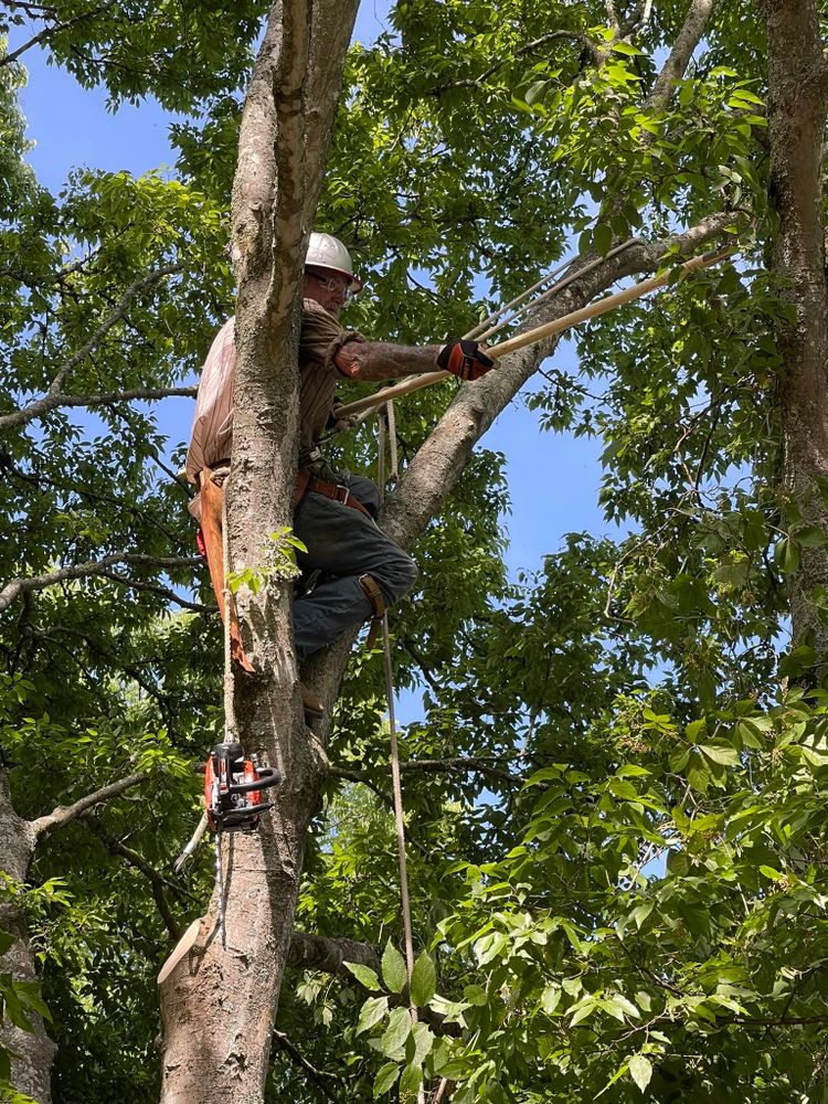 Discover the extensive range of additional services our Tree Service company offers to enhance your property’s beauty and health. Let us transform your landscape with expert care and precision. for Cassidy Tree Care in Santa Fe, TN
