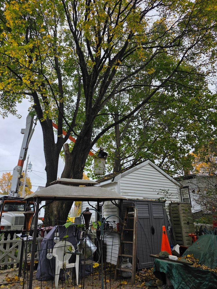 All Photos for Dwights Tree Service in Middleborough, MA