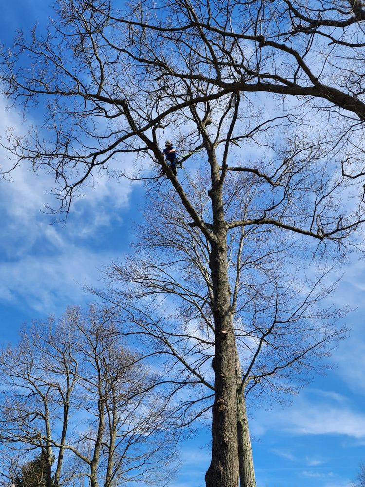 Tree Removal for J&E Tree & Excavation Services in Sandy, PA