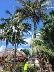 All Photos for ASAP Tree Service in Sebastian, FL