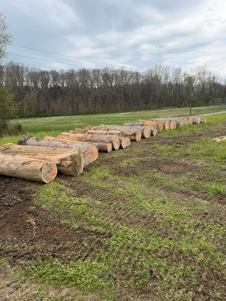 All Photos for Kadin’s Tree Service in North Vernon, IN