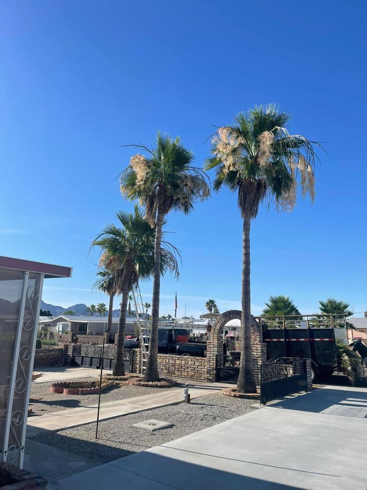 All Photos for Oliver L. Palm & Tree services in Yuma County, AZ