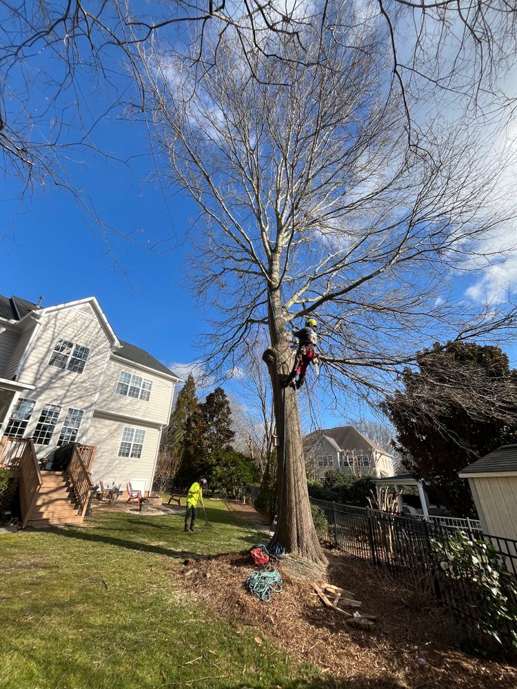 All Photos for Diversified Tree Company in Trinity, NC