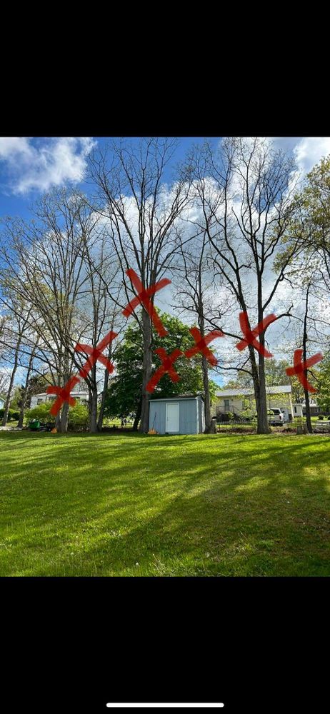 All Photos for NRV Tree Pro, LLC in Narrows, VA