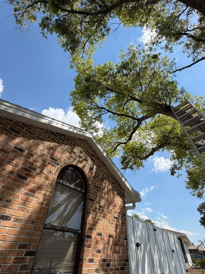 All Photos for Damian’s Tree Care in Sarasota, FL