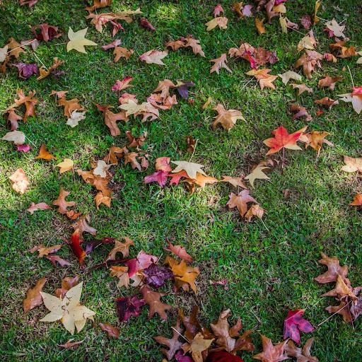 All Photos for Newtons Lawncare LLC in North Ridgeville, OH