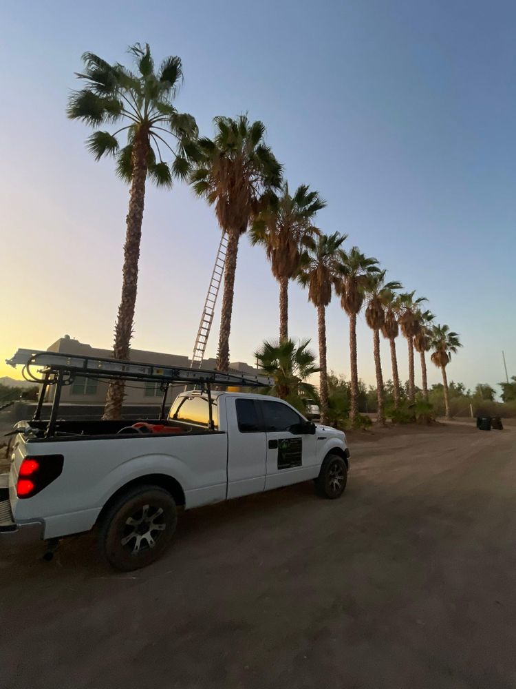 All Photos for Oliver L. Palm & Tree services in Yuma County, AZ