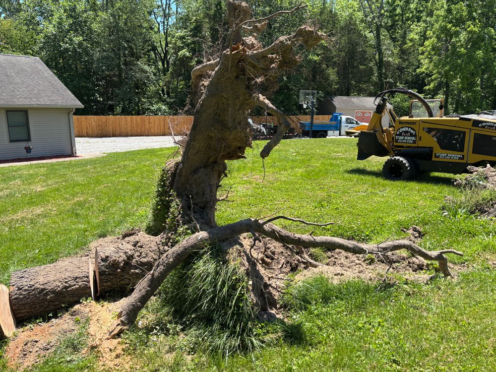 All Photos for Conrad's Stump Removal in Columbus, IN