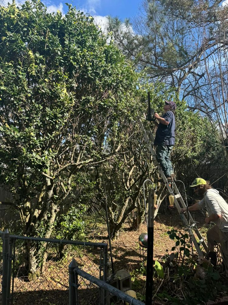 Tree Removal for Morace Tree Service in Natchez,,  MS