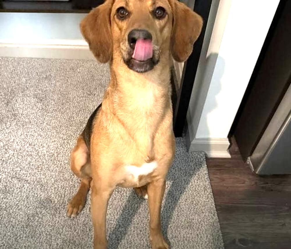 All Photos for Dumbo's Doggy Doors in City of Sammamish, WA