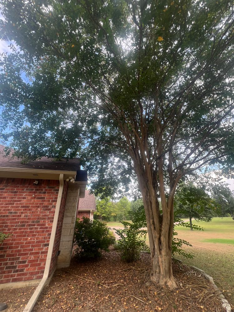 All Photos for Best Price Tree Service in Hallsville, TX