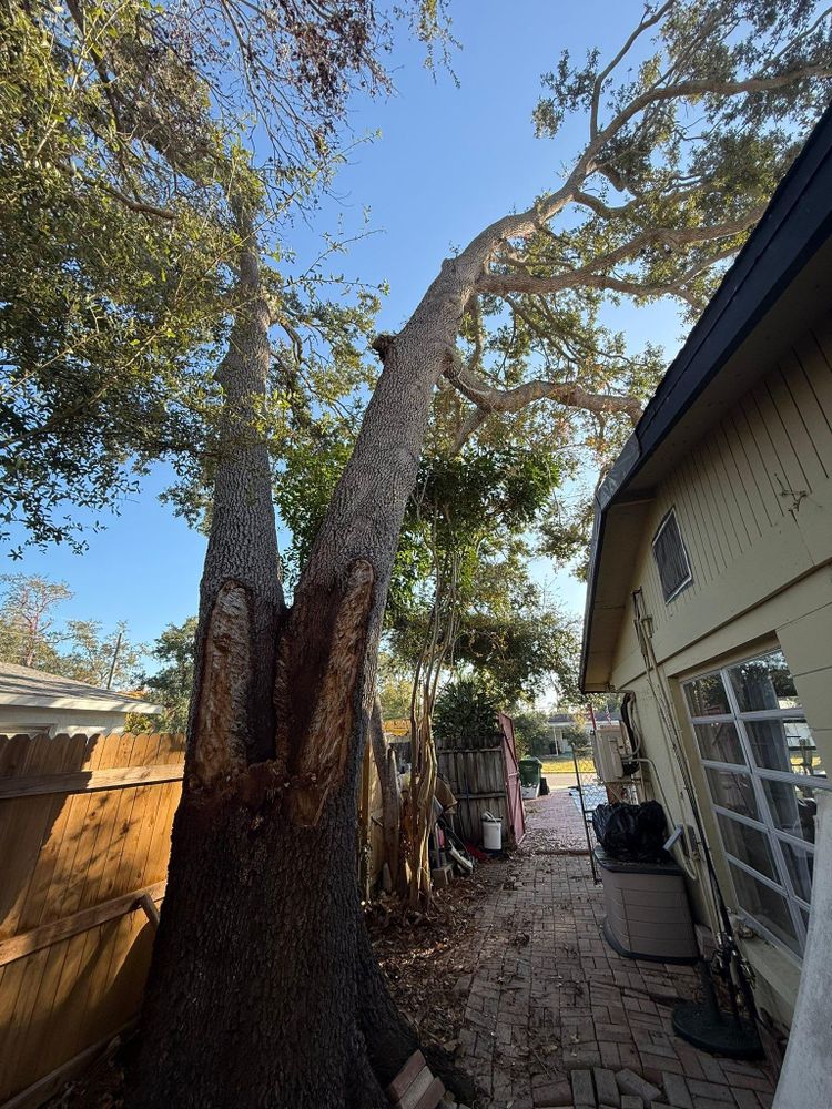 All Photos for Damian’s Tree Care in Sarasota, FL