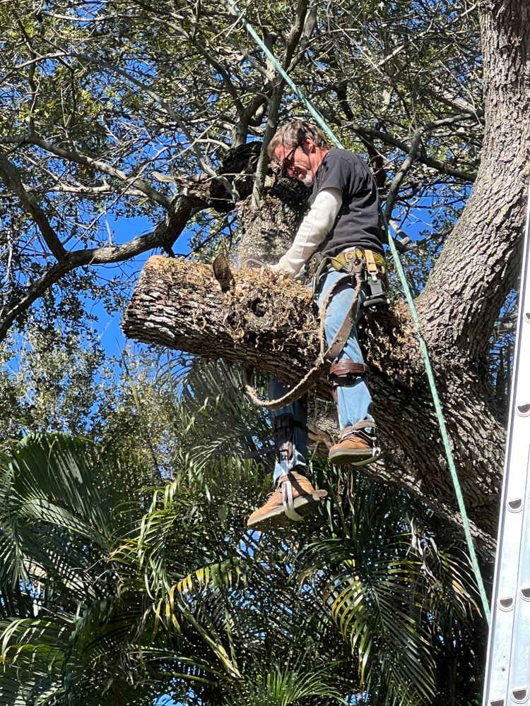 All Photos for ASAP Tree Service in Sebastian, FL
