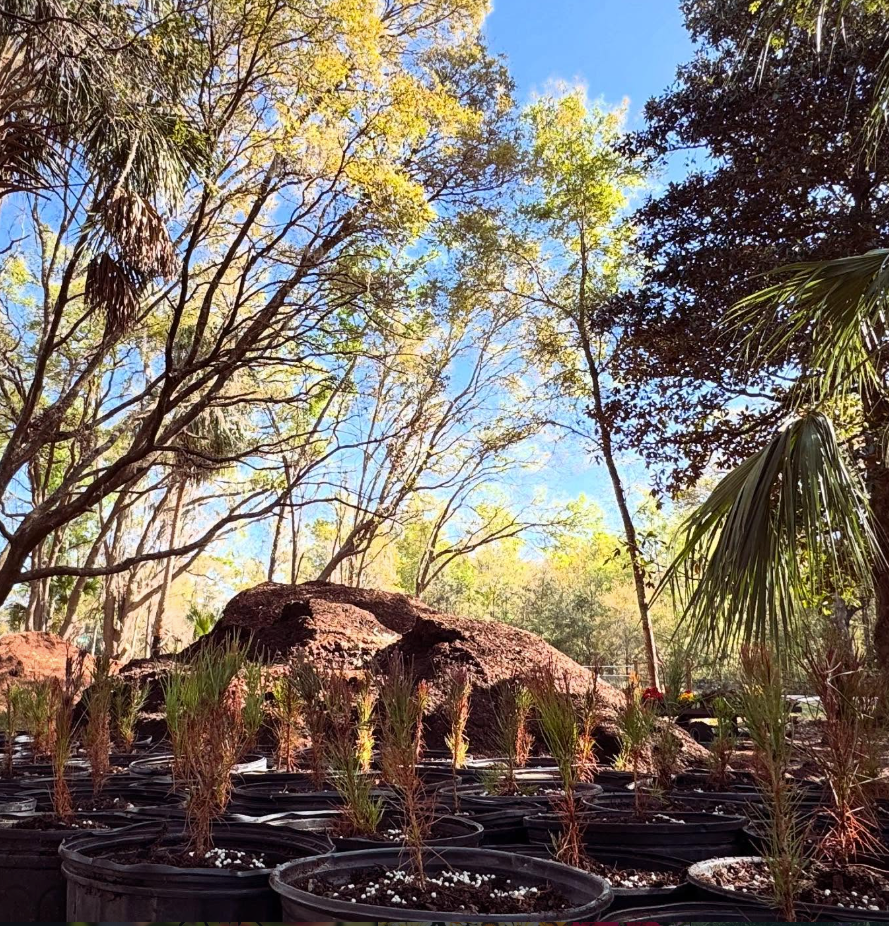 All Photos for Southern Roots Tree Farm in Crystal River, FL