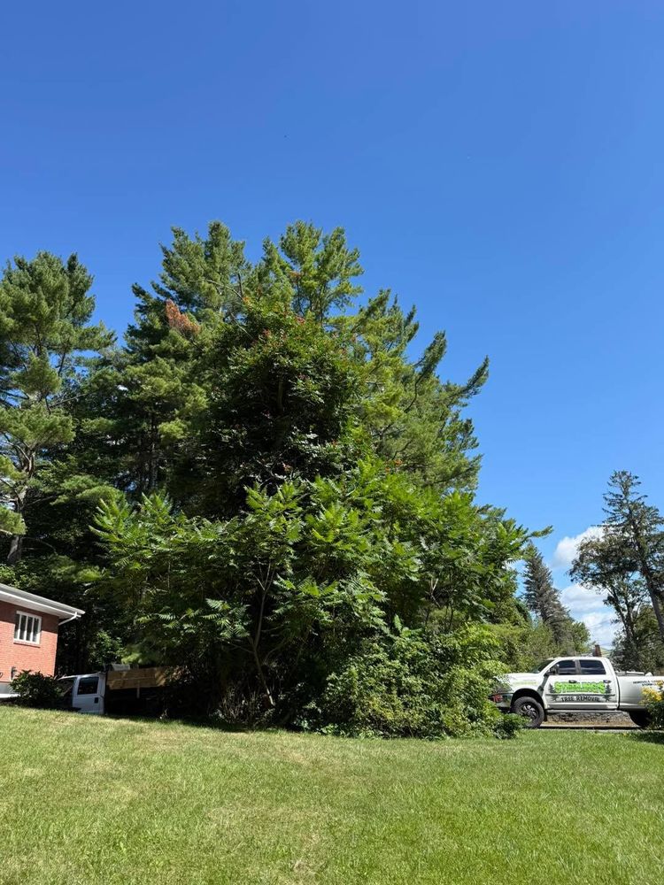 All Photos for Sterlings Tree Removal in Cobleskill, New York