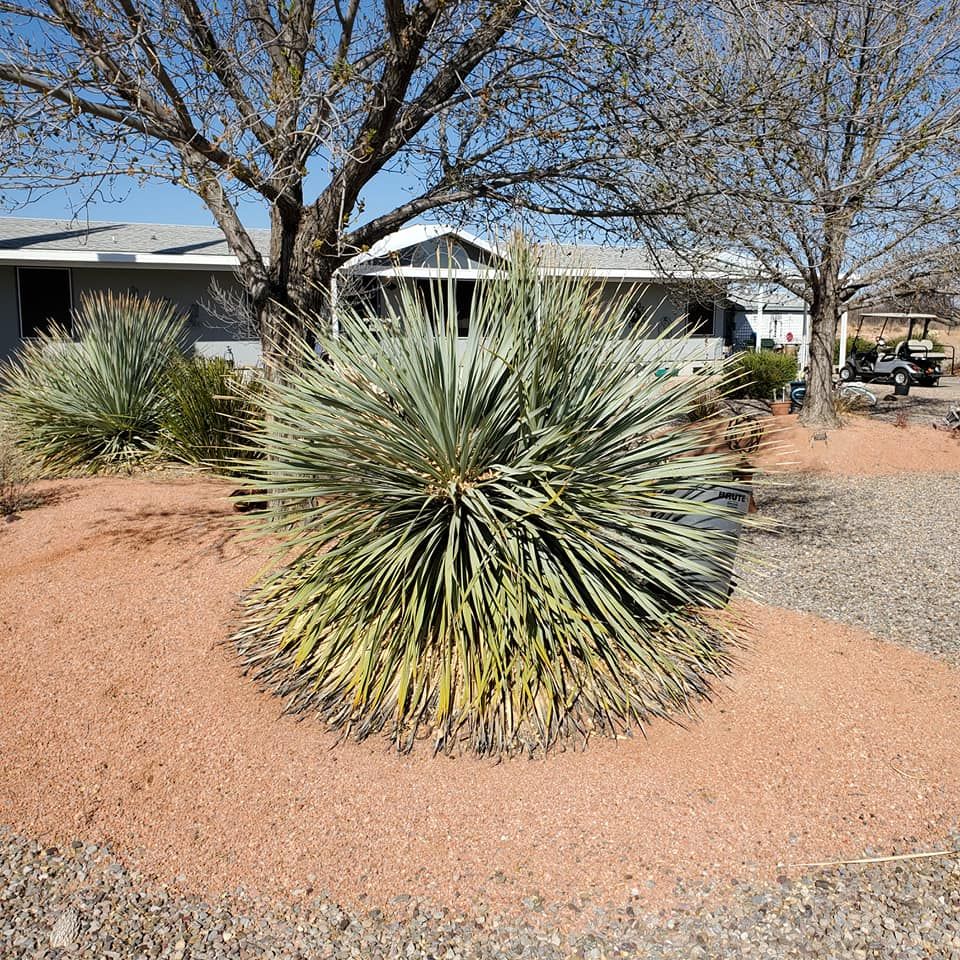 Tree Removal for A to Z Grounds Keeping in Sierra Vista, AZ