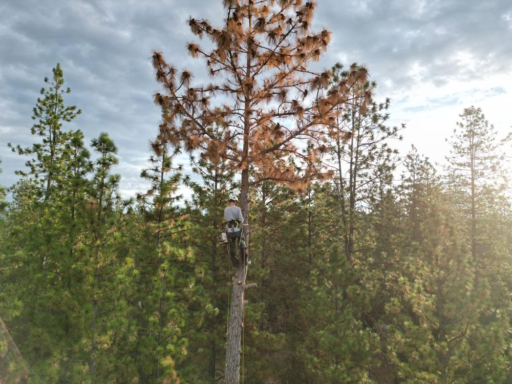 Tree Removal for Tyco Forest Management in Placerville, CA