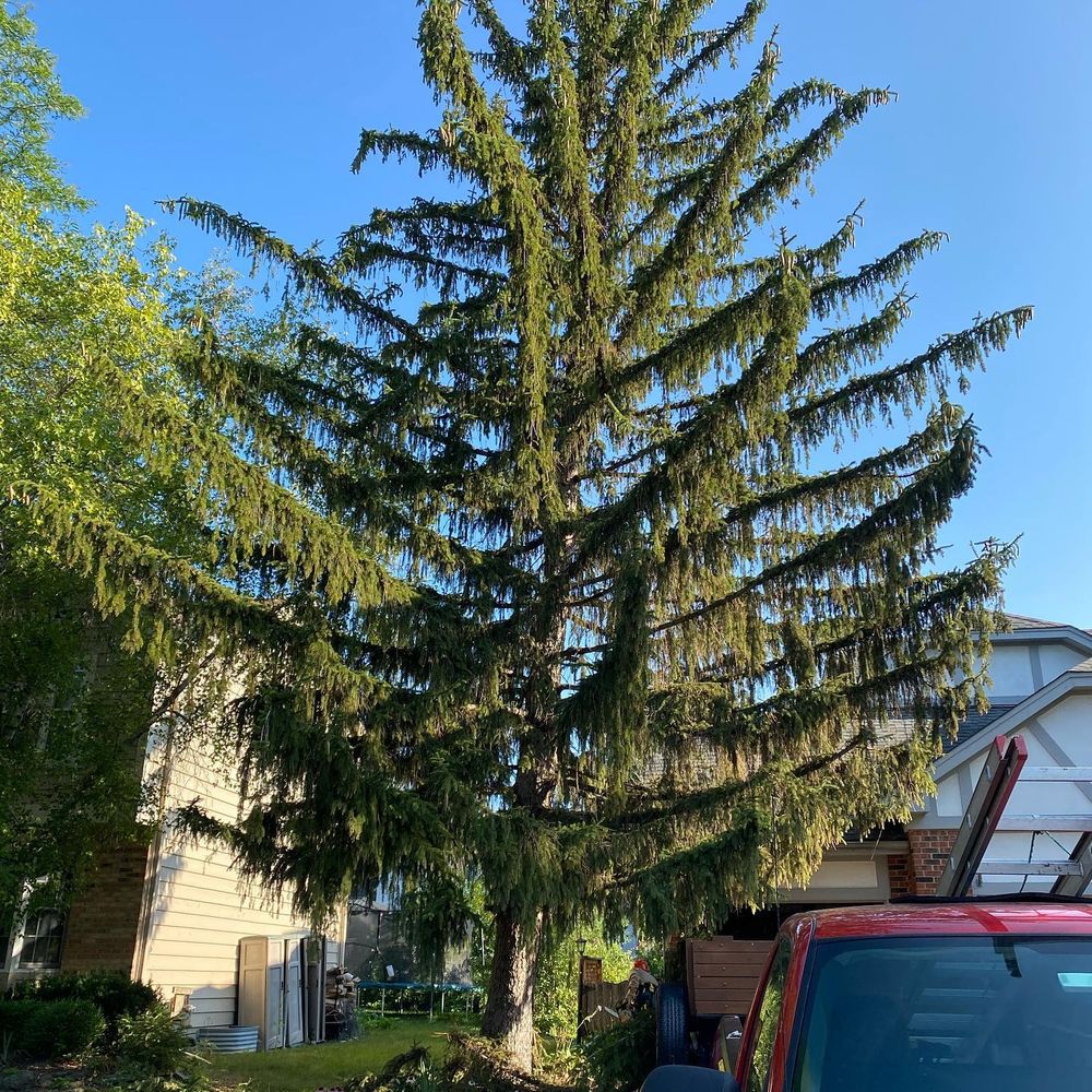 Tree Removal for Moreno Landscaping in Mundelein, IL