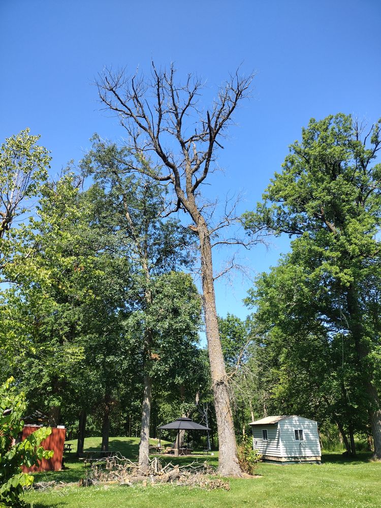 All Photos for Dan's Tree Service LLC in Bemidji, MN