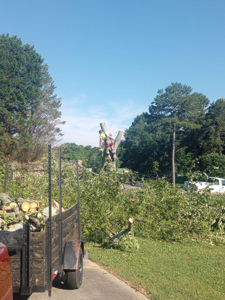 Tree Removal for Backwoods Tree Experts in Hickory, NC