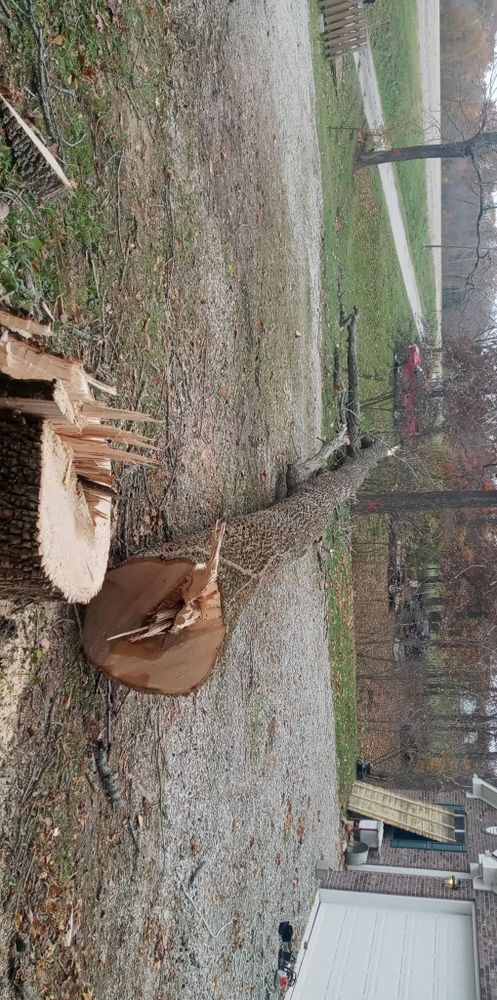 Tree Removal for Highborn Tree Service in Wheatfield, IN