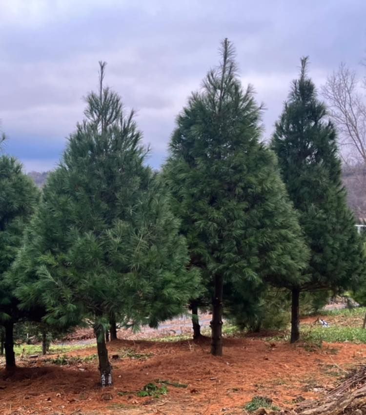 Enhance your holiday experience with our premium pre-cut Douglas Fir trees, renowned for their lush greenery and classic fragrance. Conveniently located, we ensure freshness and quality to brighten your home. for Spring Creek Evergreens in Red Wing, MN