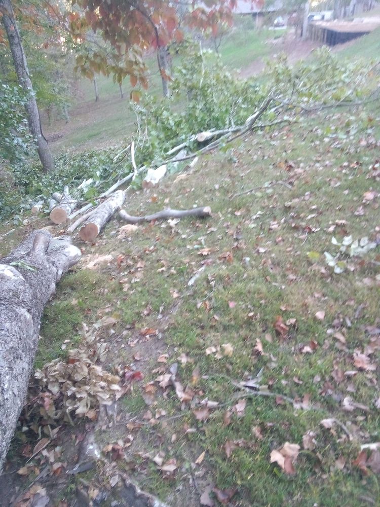 Tree Removal for Hayes Tree And HandyMan Services LLC in , 