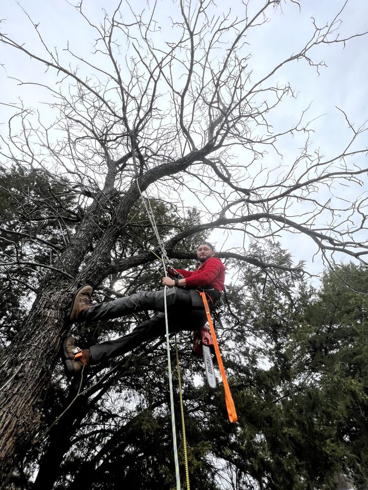 Our professional Tree Trimming service improves the health and aesthetics of your trees, ensuring safety and enhancing curb appeal. Trust us to keep your property looking its best year-round. for Forester Tree Care in Tool,  TX