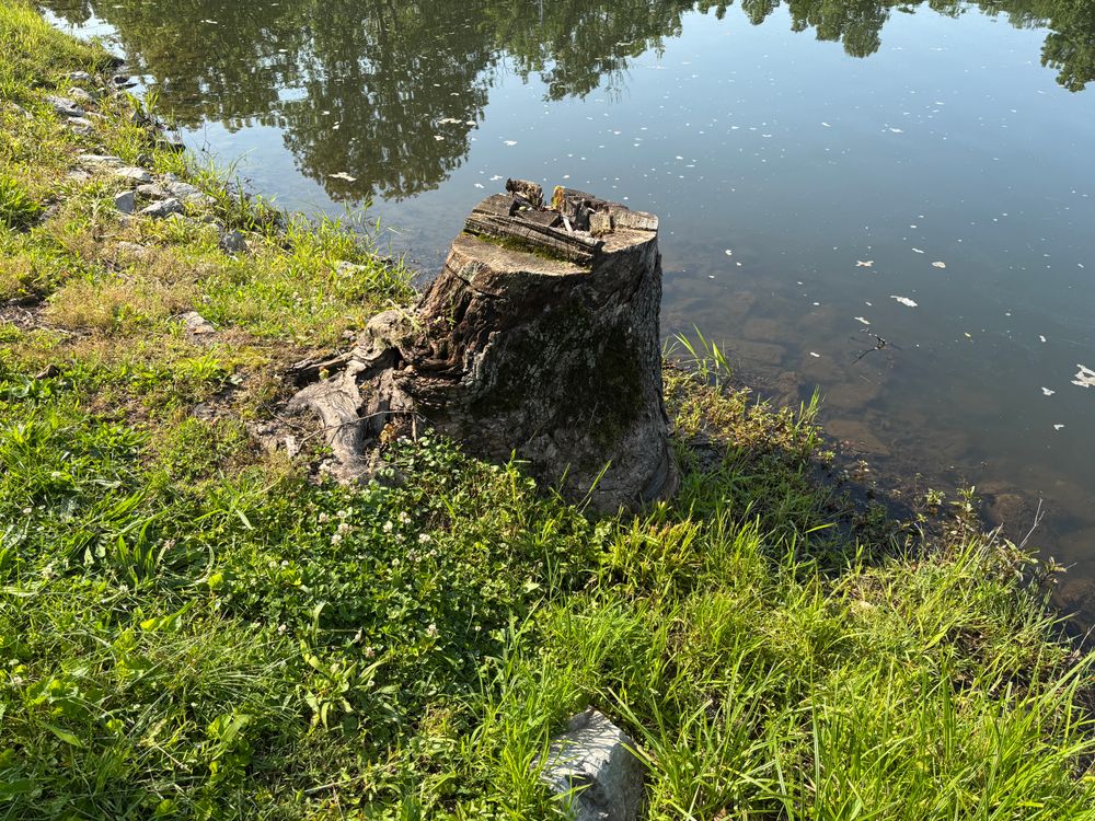All Photos for Conrad's Stump Removal in Columbus, IN