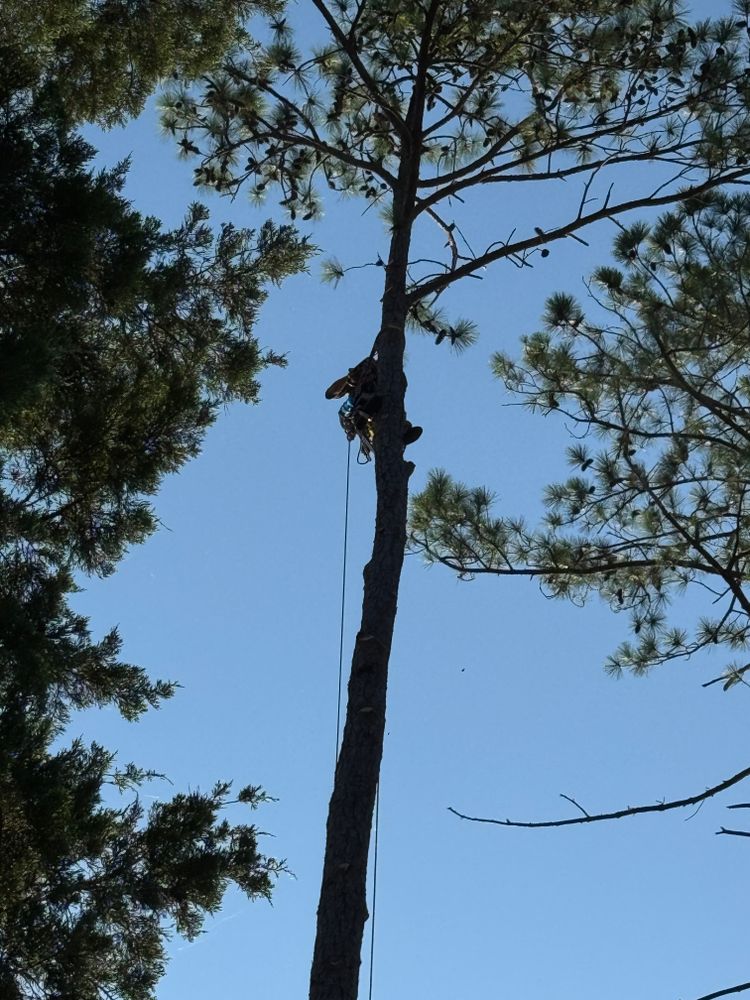 All Photos for Tucker's Tree Service and Stump Grinding in Lugoff, SC