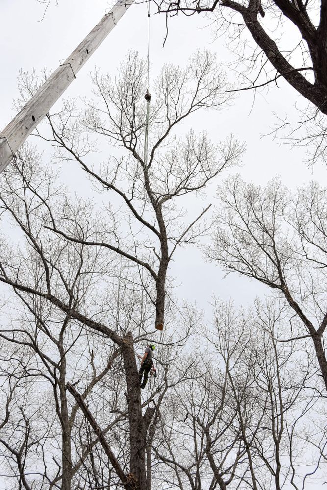 Our Crane Service expertly handles large, heavy landscaping materials with precision and care, ensuring efficient installation or removal while minimizing disruption to your property for seamless and beautiful landscape transformations. for Total Tree Service in Washington, NJ