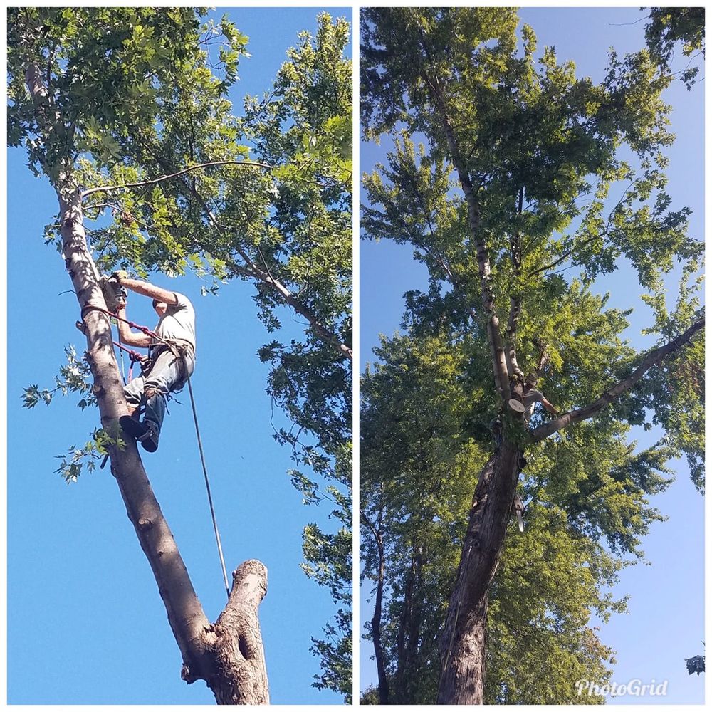 Tree Removal for Greenlee & Family Landscaping Services in Peoria, IL