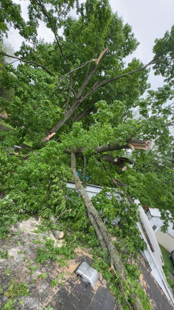 All Photos for Branching Out Tree Service in Hastings, MI