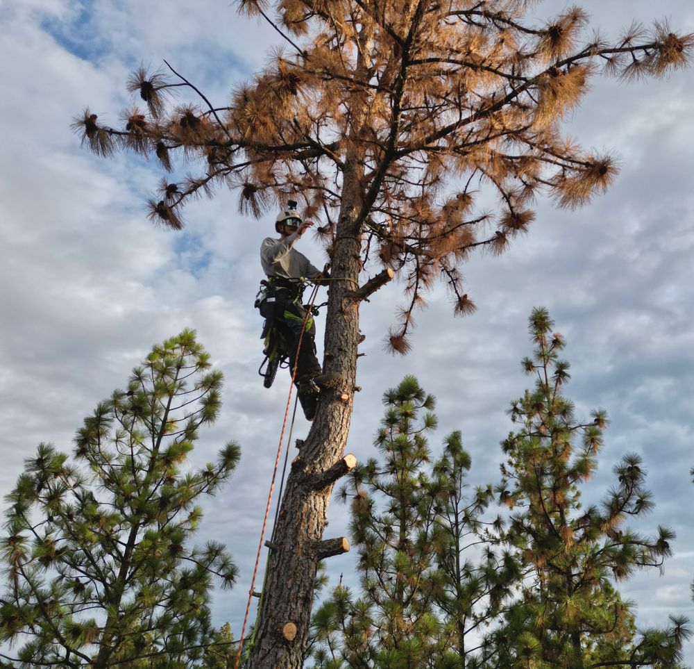 Tree Removal for Tyco Forest Management in Placerville, CA