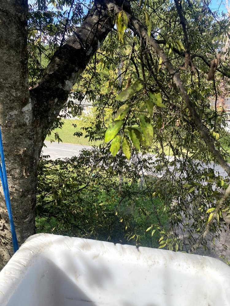 All Photos for Professional Tree Service USA in Chattanooga, TN