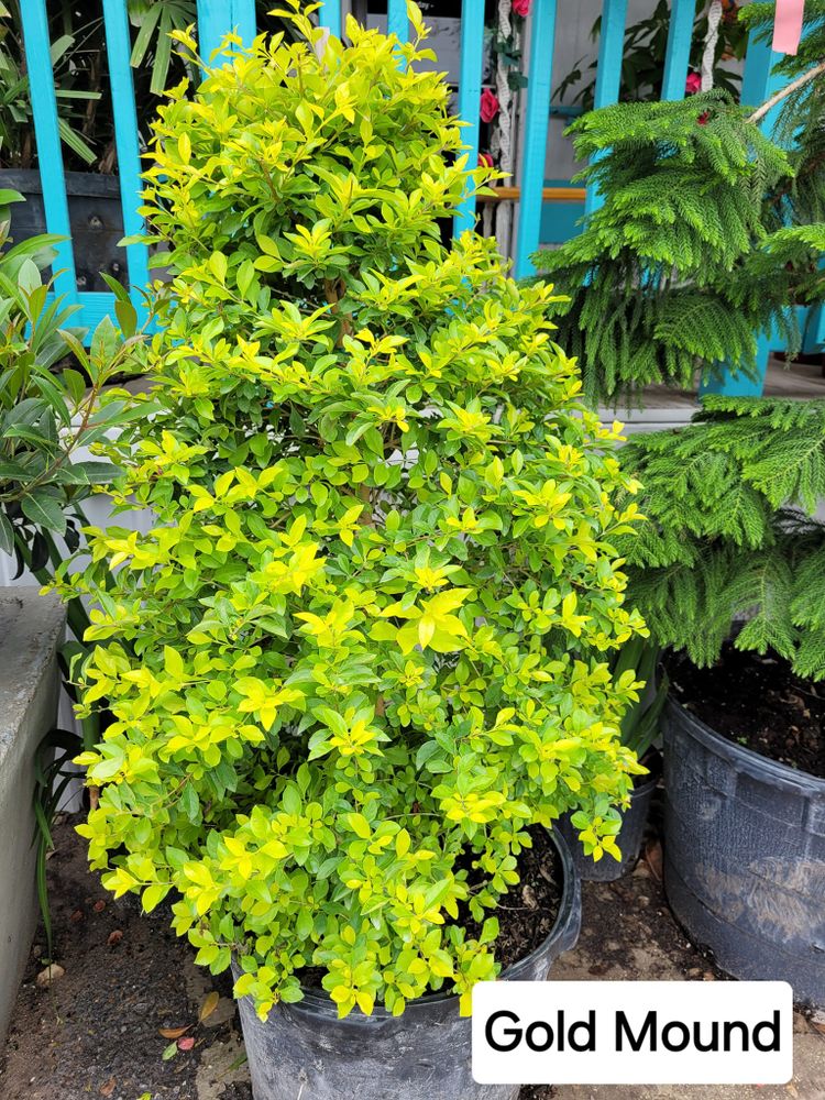 All Photos for CRM Palm & Landscaping in Rockport, TX