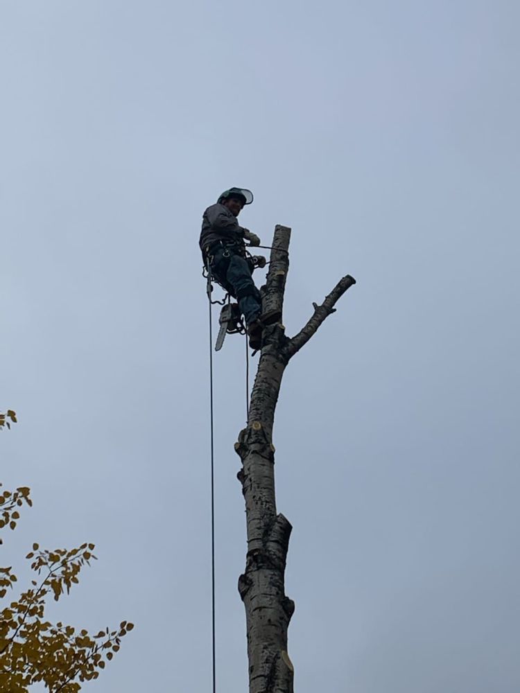 All Photos for Wenzels Tree Service LLC  in Bemidji, MN