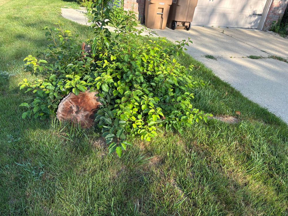 All Photos for Conrad's Stump Removal in Columbus, IN
