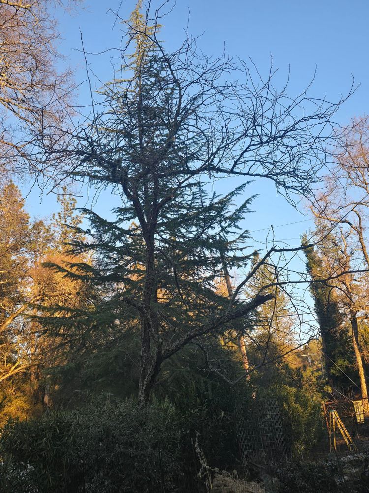 All Photos for Terra Heights Tree Experts & Landscaping  in Grass Valley,  CA