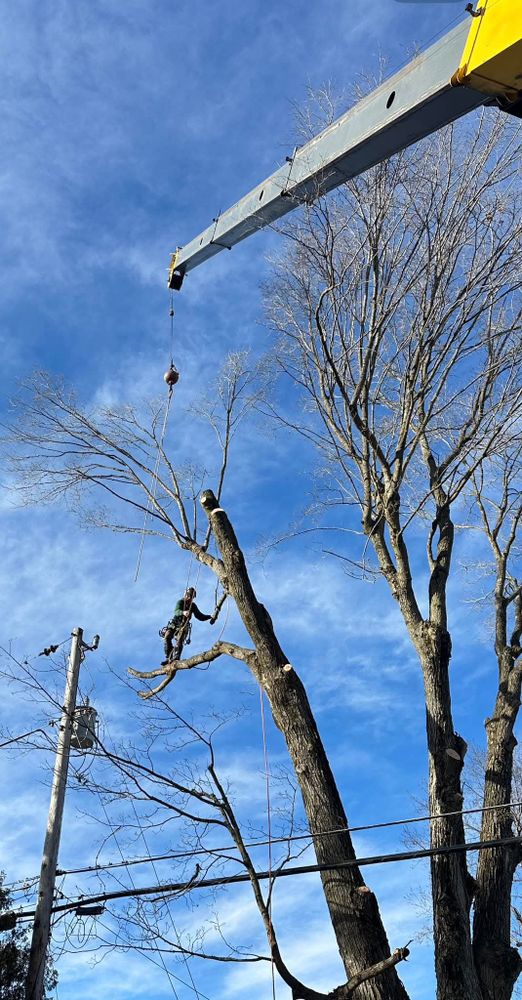 All Photos for Highborn Tree Service in Wheatfield, IN