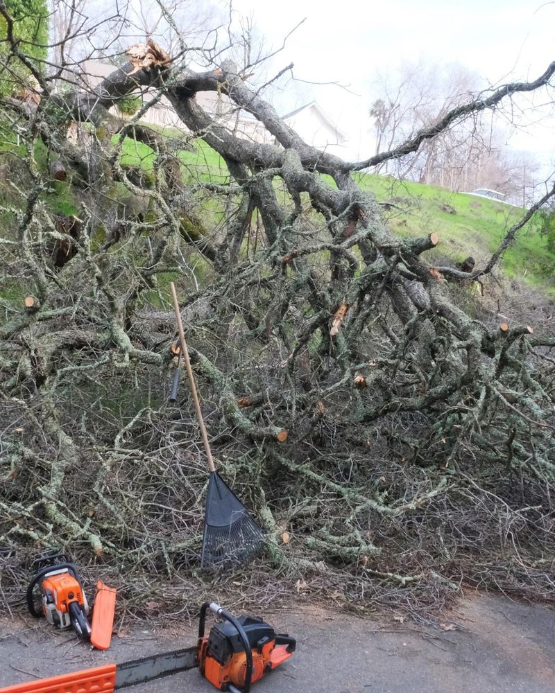 All Photos for Oakwood Tree Removal LLC in Oak Creek,  WI