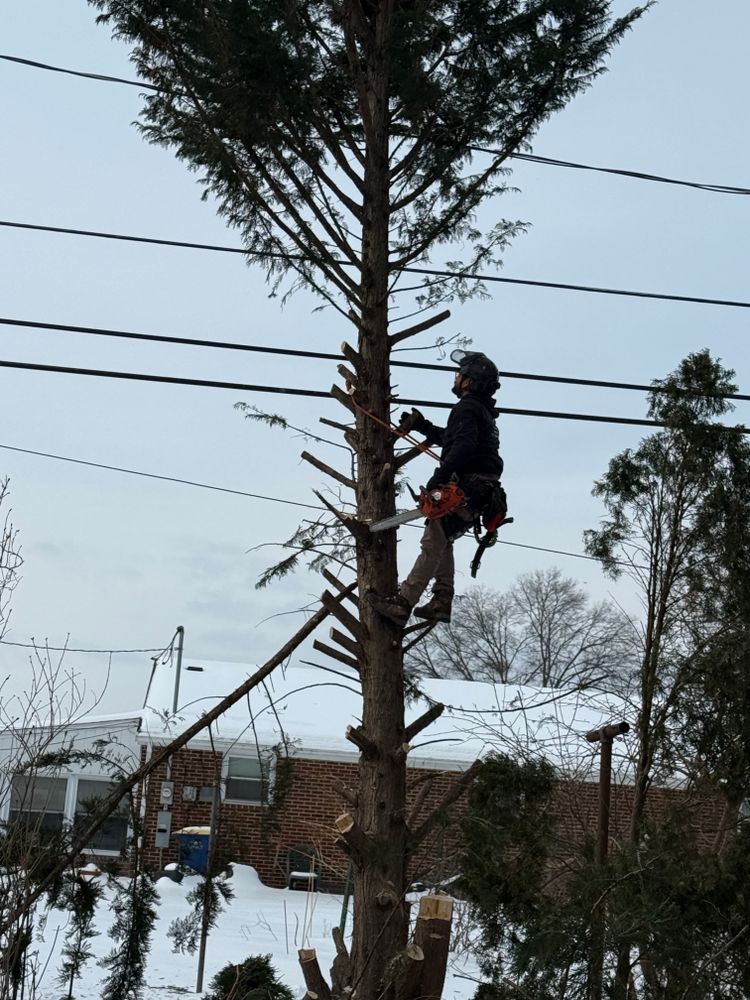Tree Services for Wiley Landscape Design in York, PA