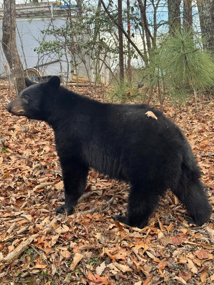 All Photos for Grayson Groundworks in Sevierville, TN