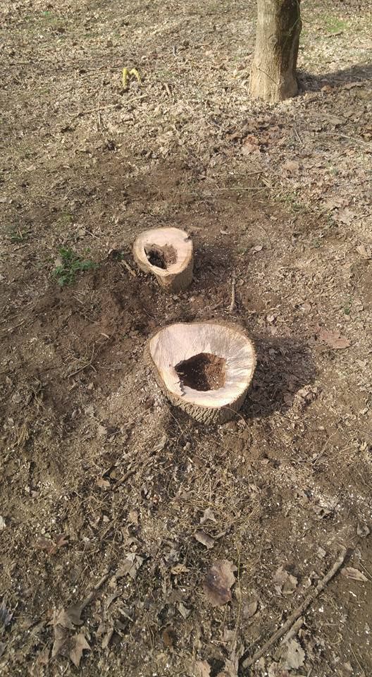 Tree Removal for Lightning Tree Service in Corydon, IN