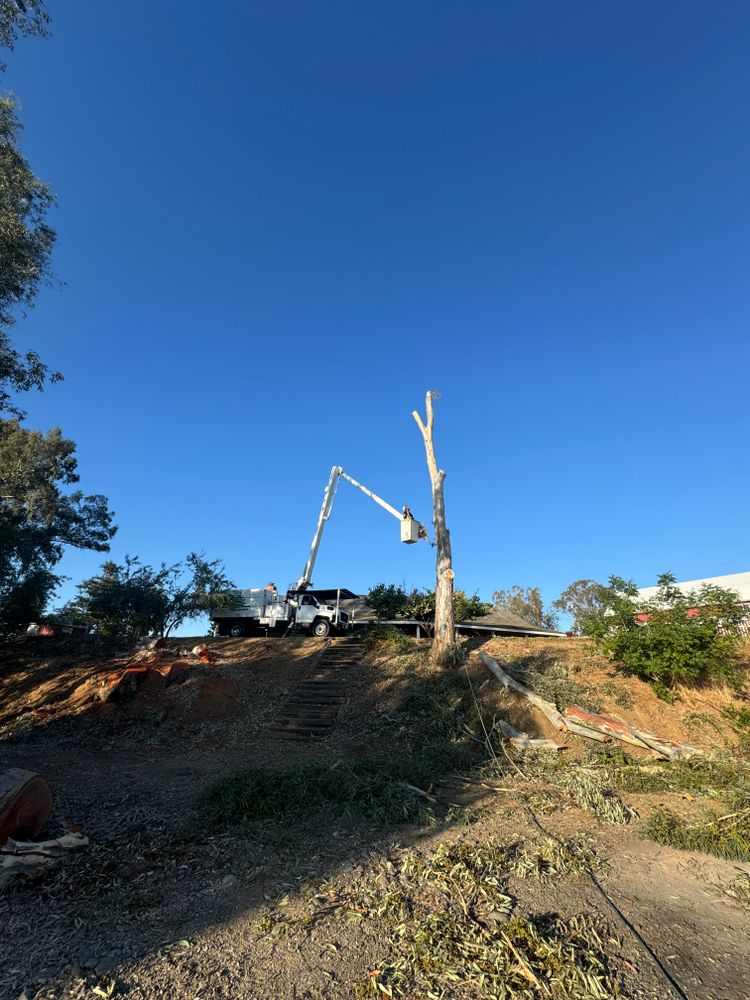 All Photos for Lalo's Tree Service in Willows, CA