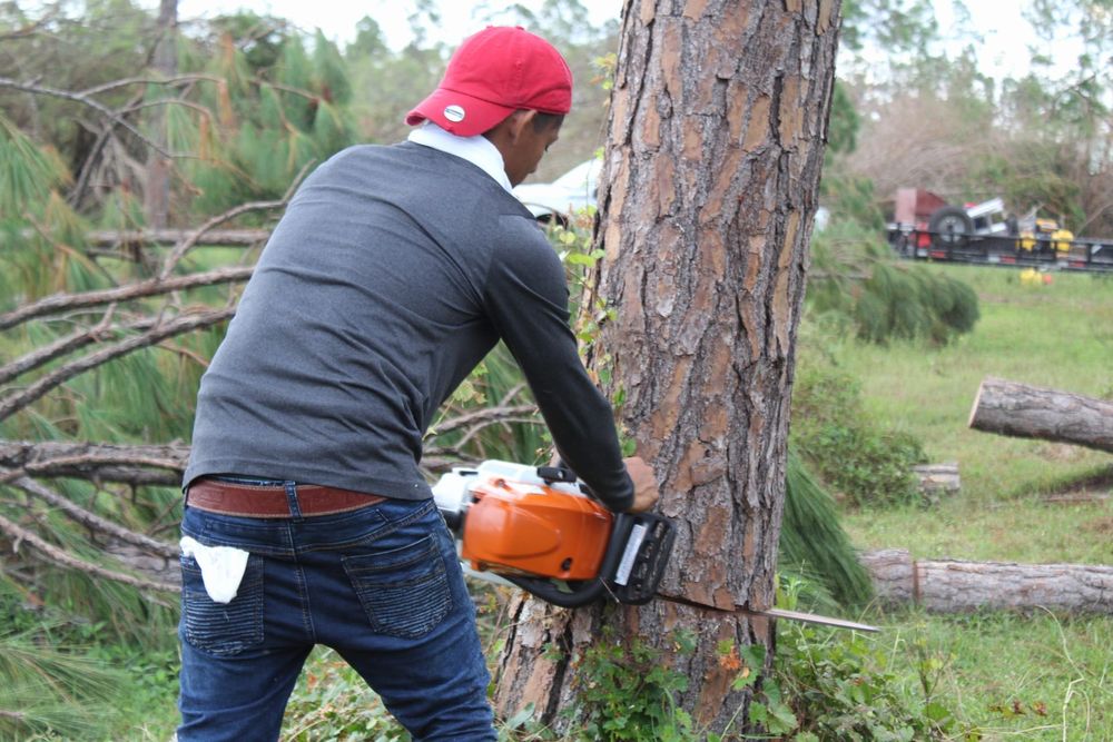 Tree Removal for American Tree Masters in Alvin, TX