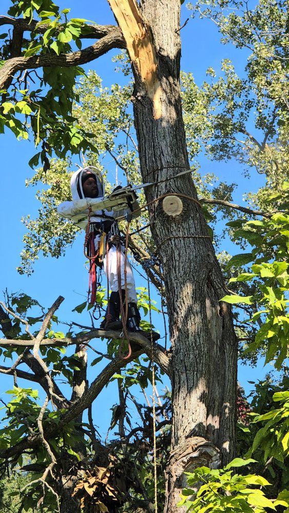 All Photos for D Hale Tree Service in Ann Arbor, MI
