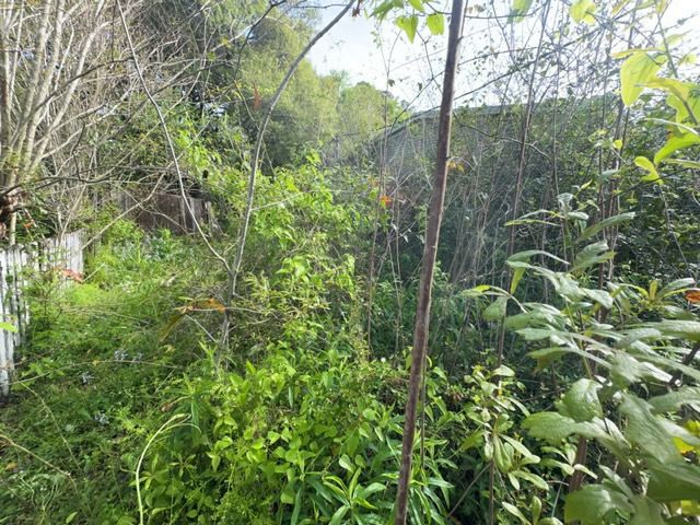 Tree Cleanup  for D&D Services of Pensacola in Pensacola, FL